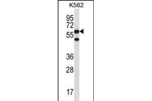 CCT8 Antibody (C-term) (ABIN656431 and ABIN2845721) western blot analysis in K562 cell line lysates (35 μg/lane). (CCT8 Antikörper  (C-Term))