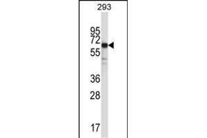 SYT6 Antibody (C-term) (ABIN657471 and ABIN2846499) western blot analysis in 293 cell line lysates (35 μg/lane). (SYT6 Antikörper  (C-Term))