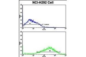 Flow cytometric analysis of NCI- cells using ACK1 Antibody (N-term)(bottom histogram) compared to a negative control cell (top histogram). (TNK2 Antikörper  (N-Term))