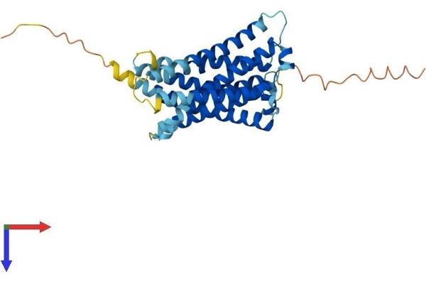 MRGPRX1 Protein (AA 1-322) (His tag)
