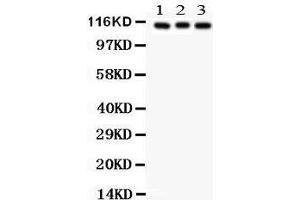 Anti- ATP1A1 Picoband antibody, Western blotting All lanes: Anti ATP1A1  at 0. (ATP1A1 Antikörper  (N-Term))