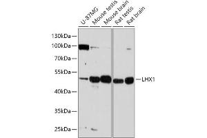 Western blot analysis of extracts of various cell lines, using LHX1 antibody (ABIN7268260) at 1:1000 dilution. (LHX1 Antikörper  (AA 120-180))