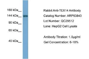 WB Suggested Anti-TEX14  Antibody Titration: 0. (TEX14 Antikörper  (Middle Region))
