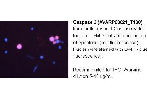 Image no. 2 for anti-Caspase 3 (CASP3) (N-Term) antibody (ABIN2774596)