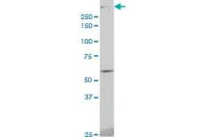 Western Blotting (WB) image for anti-Protein Kinase, DNA-Activated, Catalytic Polypeptide (PRKDC) (AA 4019-4128) antibody (ABIN519209)