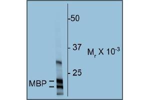 Western blot of rat cortex homogenate showing specific immunolabeling of the ~18 & 22k MBP protein.