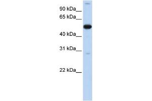 WB Suggested Anti-ZNF500 Antibody Titration:  0. (ZNF500 Antikörper  (N-Term))