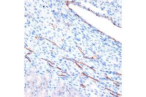 Immunohistochemistry of paraffin-embedded mouse kidney using Cadherin-13 (CDH13) Rabbit mAb (ABIN7265996) at dilution of 1:100 (40x lens). (Cadherin 13 Antikörper)