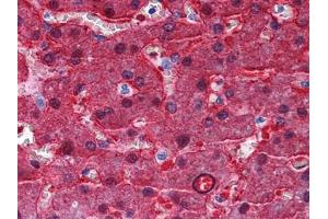 Immunohistochemical analysis of paraffin-embedded human Liver tissues using BHMT mouse mAb (BHMT Antikörper)