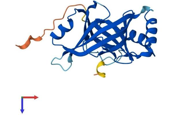 MED18 Protein (AA 1-208) (His tag)