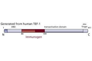 Image no. 1 for anti-TEA Domain Family Member 1 (SV40 Transcriptional Enhancer Factor) (TEAD1) (AA 86-199) antibody (ABIN968252) (TEAD1 Antikörper  (AA 86-199))