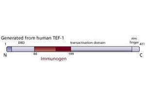 Image no. 1 for anti-TEA Domain Family Member 1 (SV40 Transcriptional Enhancer Factor) (TEAD1) (AA 86-199) antibody (ABIN968252) (TEAD1 Antikörper  (AA 86-199))
