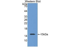 Detection of Recombinant SLC30A3, Human using Polyclonal Antibody to Solute Carrier Family 30, Member 3 (SLC30A3) (Slc30a3 Antikörper  (AA 286-388))