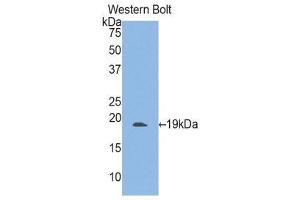 Western Blotting (WB) image for anti-Integrin alpha M (ITGAM) (AA 301-451) antibody (ABIN1859496) (CD11b Antikörper  (AA 301-451))