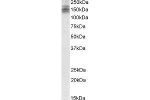 Western Blotting (WB) image for Down Syndrome Cell Adhesion Molecule (DSCAM) peptide (ABIN368934) (Down Syndrome Cell Adhesion Molecule (DSCAM) Peptid)