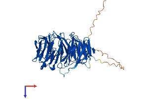 WDR8 Protein (AA 1-460) (His tag)
