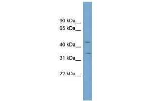 WB Suggested Anti-SLC39A8 Antibody Titration:  0. (SLC39A8 Antikörper  (N-Term))