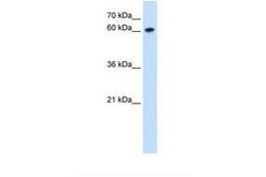 Image no. 2 for anti-Zinc Finger Protein 169 (ZNF169) (AA 252-301) antibody (ABIN6739214) (ZNF169 Antikörper  (AA 252-301))