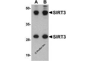 Western Blotting (WB) image for anti-Sirtuin 3 (SIRT3) (Middle Region) antibody (ABIN1031094) (SIRT3 Antikörper  (Middle Region))