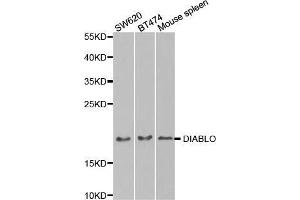 Western blot analysis of extracts of various cell lines, using DIABLO antibody. (DIABLO Antikörper  (AA 1-232))