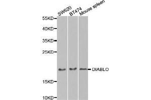 DIABLO Antikörper  (AA 1-232)
