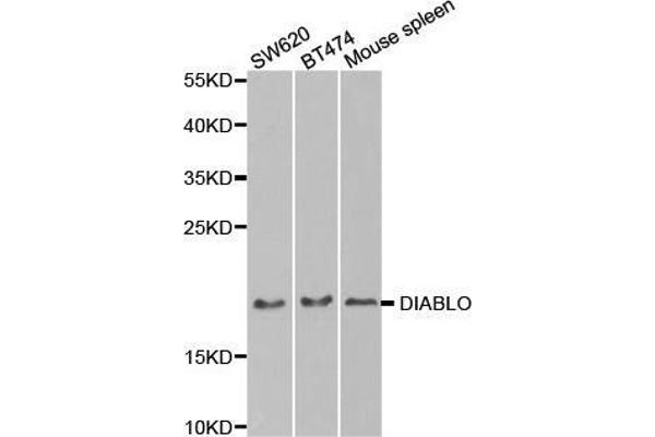 DIABLO Antikörper  (AA 1-232)