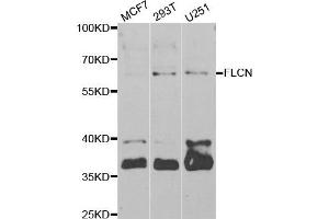 Western blot analysis of extracts of various cell lines, using FLCN antibody.