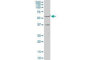 RXRG MaxPab rabbit polyclonal antibody. (Retinoid X Receptor gamma Antikörper  (AA 1-463))