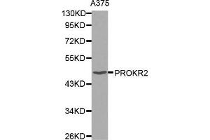 Western blot analysis of extracts of A375 cell line, using PROKR2 antibody. (Prokineticin Receptor 2 Antikörper)