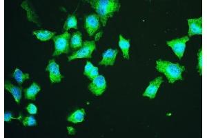 IF analysis of HSPA2 using anti-HSPA2 antibody (ABIN5692870). (HSPA2 Antikörper  (C-Term))