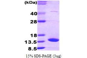 SDS-PAGE (SDS) image for Fatty Acid Binding Protein 7, Brain (FABP7) (AA 1-132) protein (ABIN667716) (FABP7 Protein (AA 1-132))