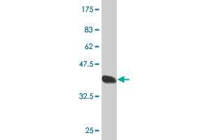 Western Blotting (WB) image for anti-C-Type Lectin Domain Family 4, Member M (CLEC4M) (AA 285-394) antibody (ABIN564490)