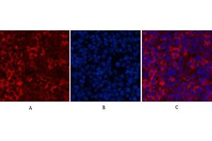 Immunofluorescence analysis of mouse spleen tissue. (Cytochrome C Antikörper)