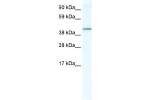 Western Blotting (WB) image for anti-Nuclear Receptor Subfamily 1, Group H, Member 5 (NR1H5) antibody (ABIN2461565) (NR1H5 Antikörper)