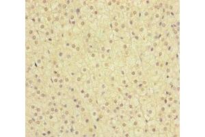 Immunohistochemistry of paraffin-embedded human adrenal gland tissue using ABIN7159655 at dilution of 1:100