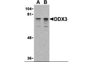 Western Blotting (WB) image for anti-DEAD (Asp-Glu-Ala-Asp) Box Polypeptide 3, X-Linked (DDX3X) (N-Term) antibody (ABIN1031348) (DDX3X Antikörper  (N-Term))