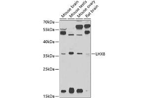 Western blot analysis of extracts of various cell lines, using LHX8 antibody (ABIN3022777, ABIN3022778, ABIN3022779 and ABIN6219224) at 1:1000 dilution.