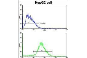 Flow cytometric analysis of HepG2 cells using H Cadherin (CDH13) Antibody (N-term)(bottom histogram) compared to a negative control cell (top histogram). (Cadherin 13 Antikörper  (N-Term))