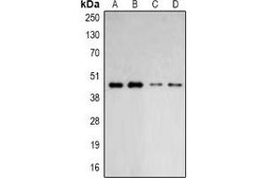 Western blot analysis of ARP2 expression in HepG2 (A), Hela (B), mouse lung (C), mouse brain (D) whole cell lysates. (ARPC1B Antikörper)