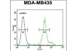 ANKFY1 Antibody (C-term) (ABIN650902 and ABIN2839988) flow cytometric analysis of MDA-M cells (right histogram) compared to a negative control cell (left histogram). (ANKFY1 Antikörper  (C-Term))