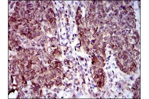 Immunohistochemistry (IHC) image for anti-Calmegin (CLGN) (AA 249-405) antibody (ABIN1724799)