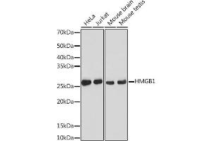 Western blot analysis of extracts of various cell lines, using HMGB1 antibody (ABIN7267648) at 1:1000 dilution. (HMGB1 Antikörper)