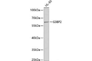 Western blot analysis of extracts of HL-60 cells using G3BP2 Polyclonal Antibody at dilution of 1:1000. (G3BP2 Antikörper)