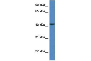 WB Suggested Anti-CAB39L Antibody Titration: 1. (CAB39L Antikörper  (N-Term))
