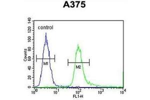 Flow cytometric analysis of A375 cells using SPDYE3 Antibody  (right histogram) compared to a negative control cell (left histogram). (SPDYE3 Antikörper  (Middle Region))