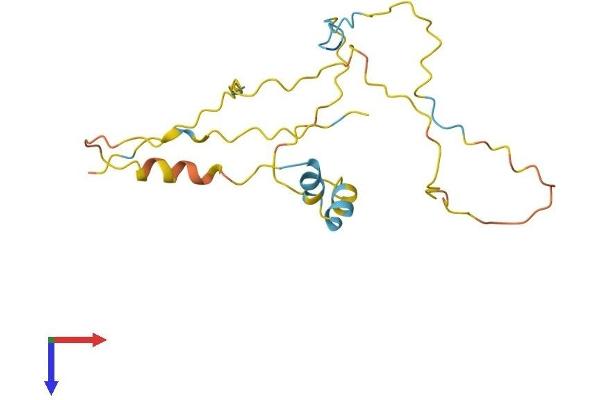 TDRP/C8orf42 Protein (AA 1-185) (His tag)