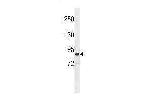 GRAF (OPHN1L) Antibody (Center) (ABIN392663 and ABIN2842161) western blot analysis in Ramos cell line lysates (35 μg/lane). (GRAF Antikörper  (AA 237-267))