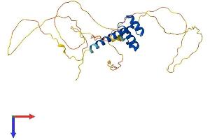 CRX Protein (AA 1-299) (His tag)