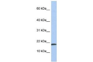 IL1 alpha antibody used at 1 ug/ml to detect target protein. (IL1A Antikörper  (N-Term))