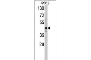 Western blot analysis of SET07 Antibody (C-term) (ABIN387993 and ABIN2845268) in K562 cell line lysates (35 μg/lane). (SETD8 Antikörper  (C-Term))